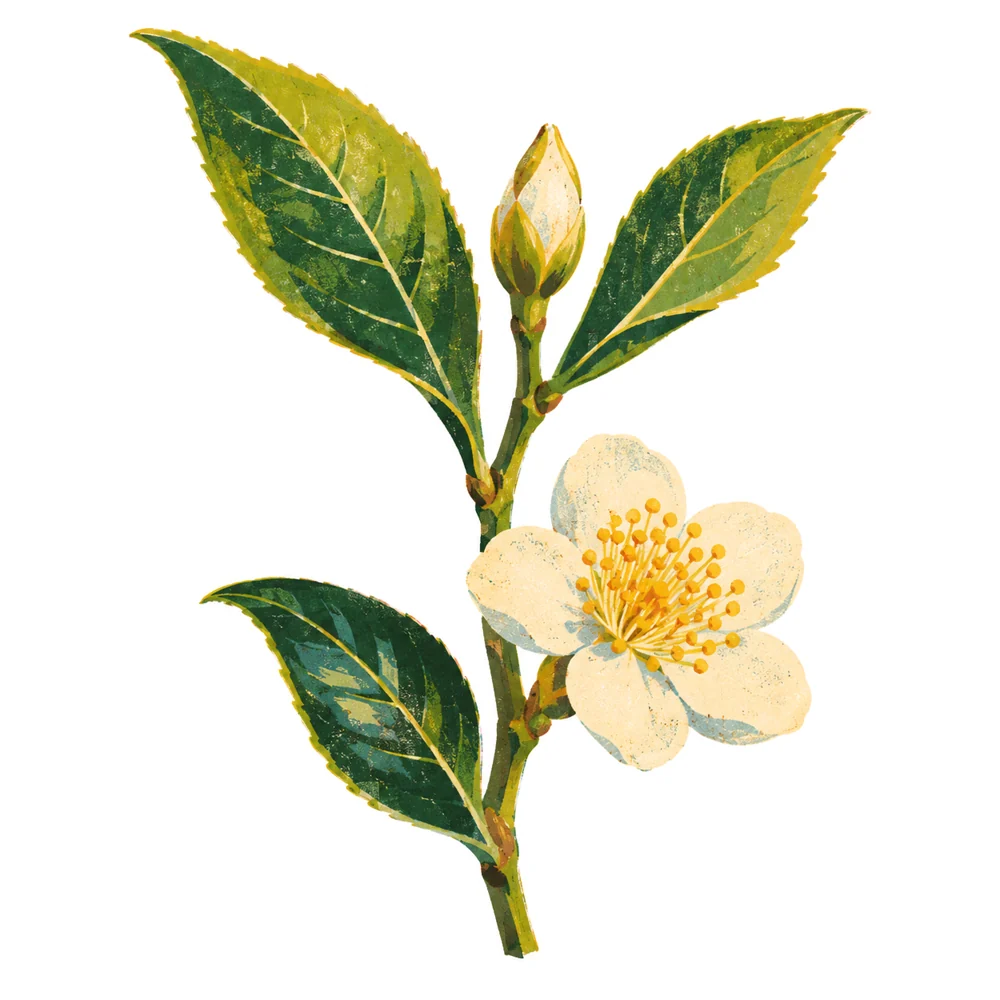 Tea plant (Camellia sinensis)